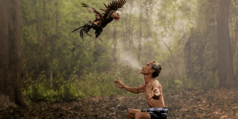 Tắm nắng và phun nước chè - Cách giảm cân cho gà đá hay