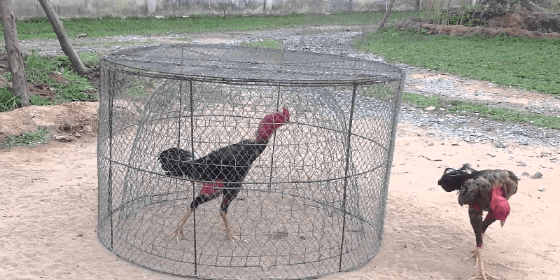 Tích cực cho gà đá vận động