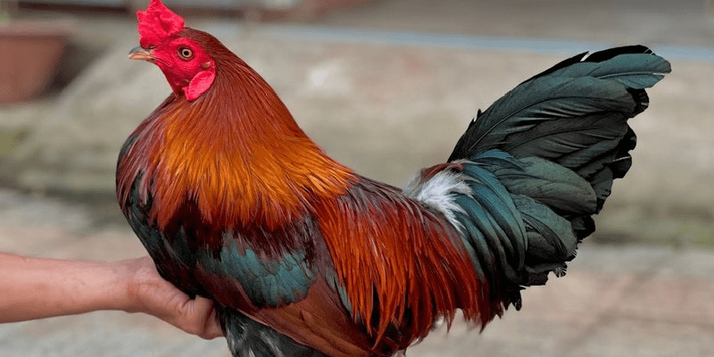 Chế độ ăn uống là yếu tố quyết định đến cân nặng của chiến kê