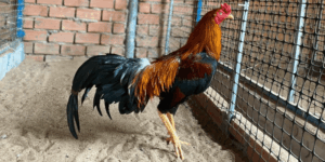 Gà Asil - Chiến binh bất bại trong các trận chọi kê