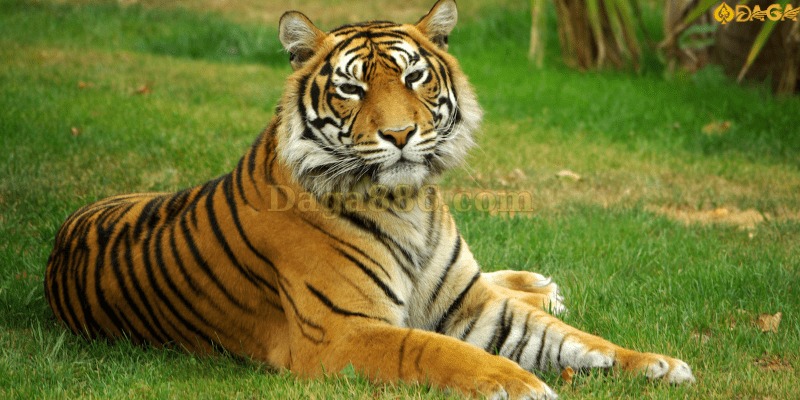 Giải mã mơ thấy cọp điềm báo gì? Chơi số nào trúng lớn? Chiêm bao thấy cọp điềm báo lành, mang lại nhiều may mắn cho chủ mộng