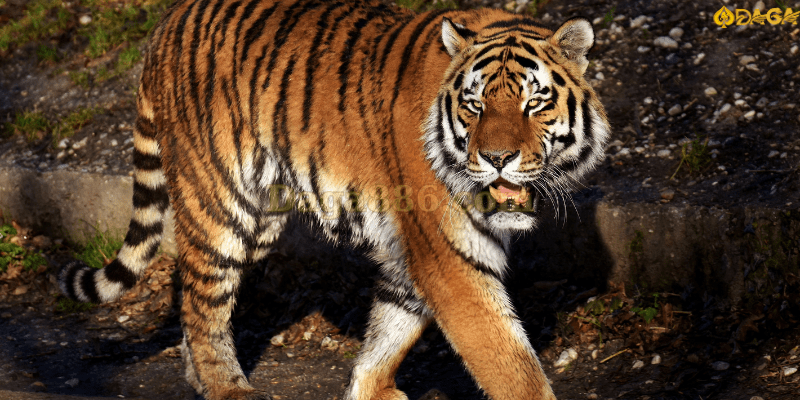 Giải mã mơ thấy cọp điềm báo gì? Chơi số nào trúng lớn? Mơ thấy cọp ứng với con số may mắn nào?