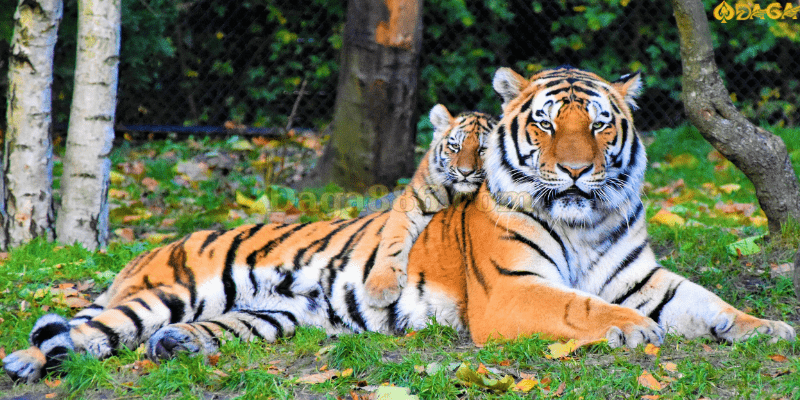 Giải mã mơ thấy cọp điềm báo gì? Chơi số nào trúng lớn? Mơ thấy cọp điềm dữ, cảnh báo chủ mộng phải cẩn thận trong mọi vấn đề